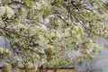 image of Pyrus calleryana