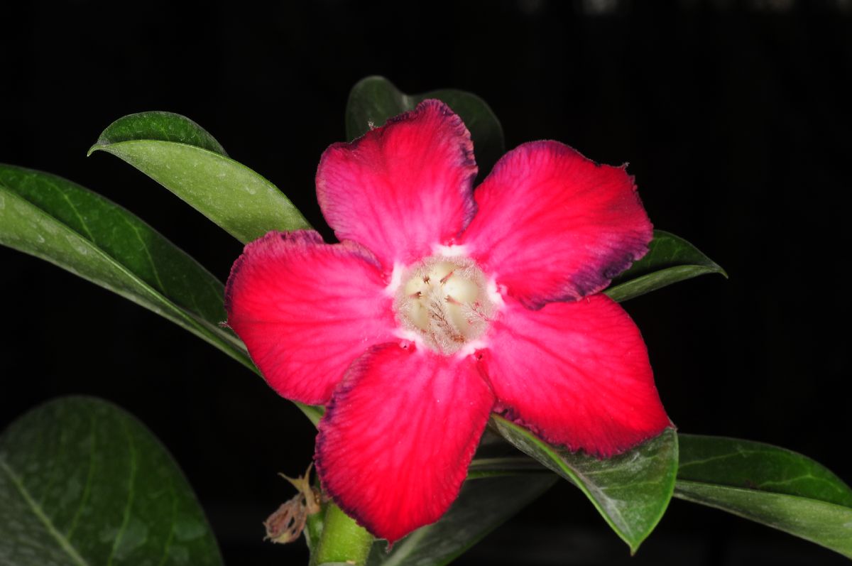 Apocynaceae Adenium obesum
