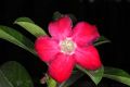image of Adenium obesum