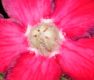 image of Adenium obesum