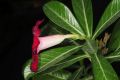image of Adenium obesum