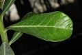 image of Adenium obesum
