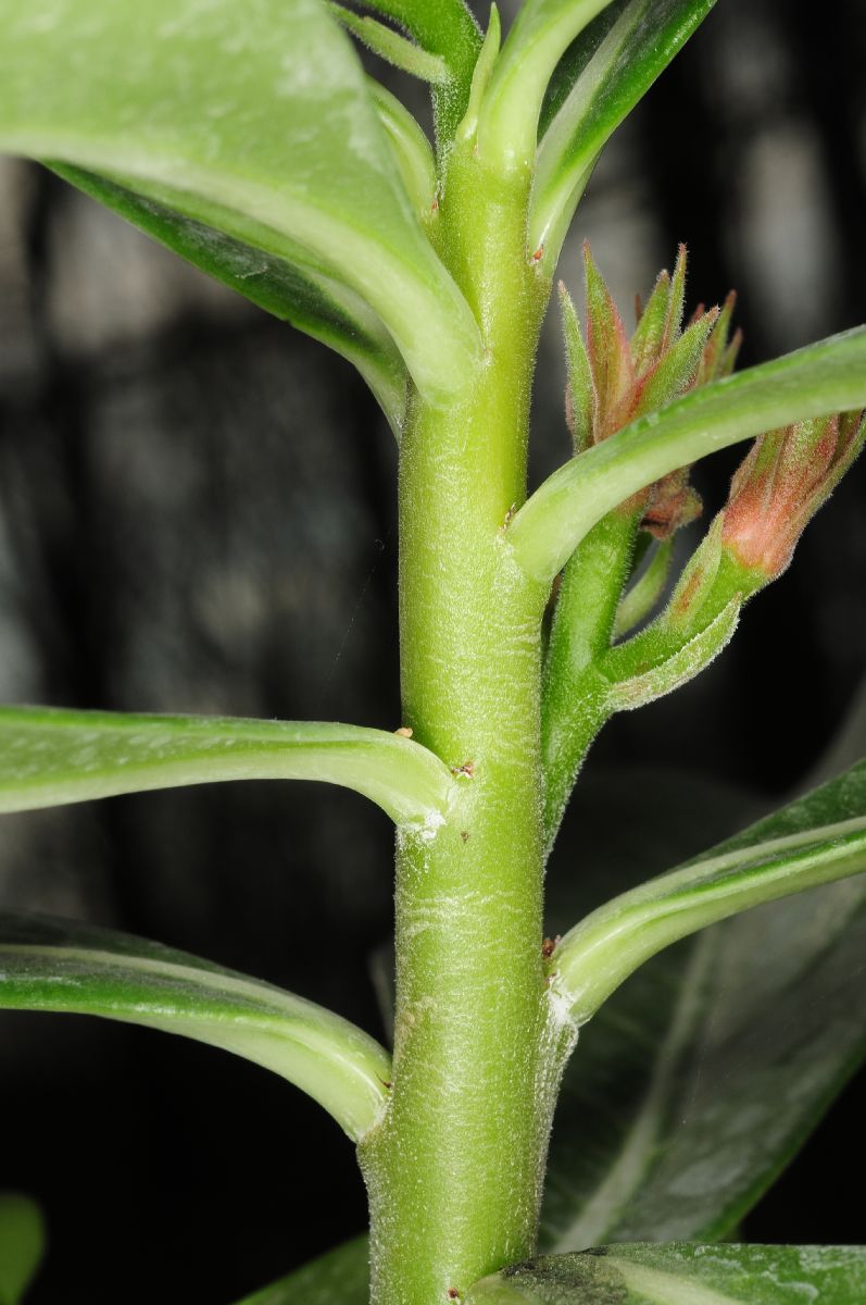 Apocynaceae Adenium obesum