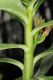 image of Adenium obesum