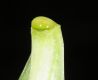 image of Adenium obesum