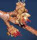 image of Acer saccharinum