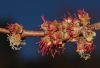 image of Acer saccharinum
