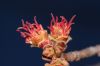 image of Acer saccharinum