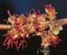 image of Acer saccharinum