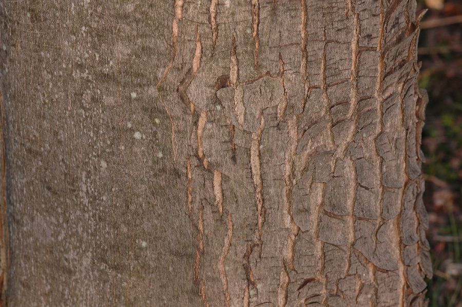 Aceraceae Acer saccharinum