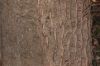image of Acer saccharinum