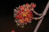 image of Acer rubrum