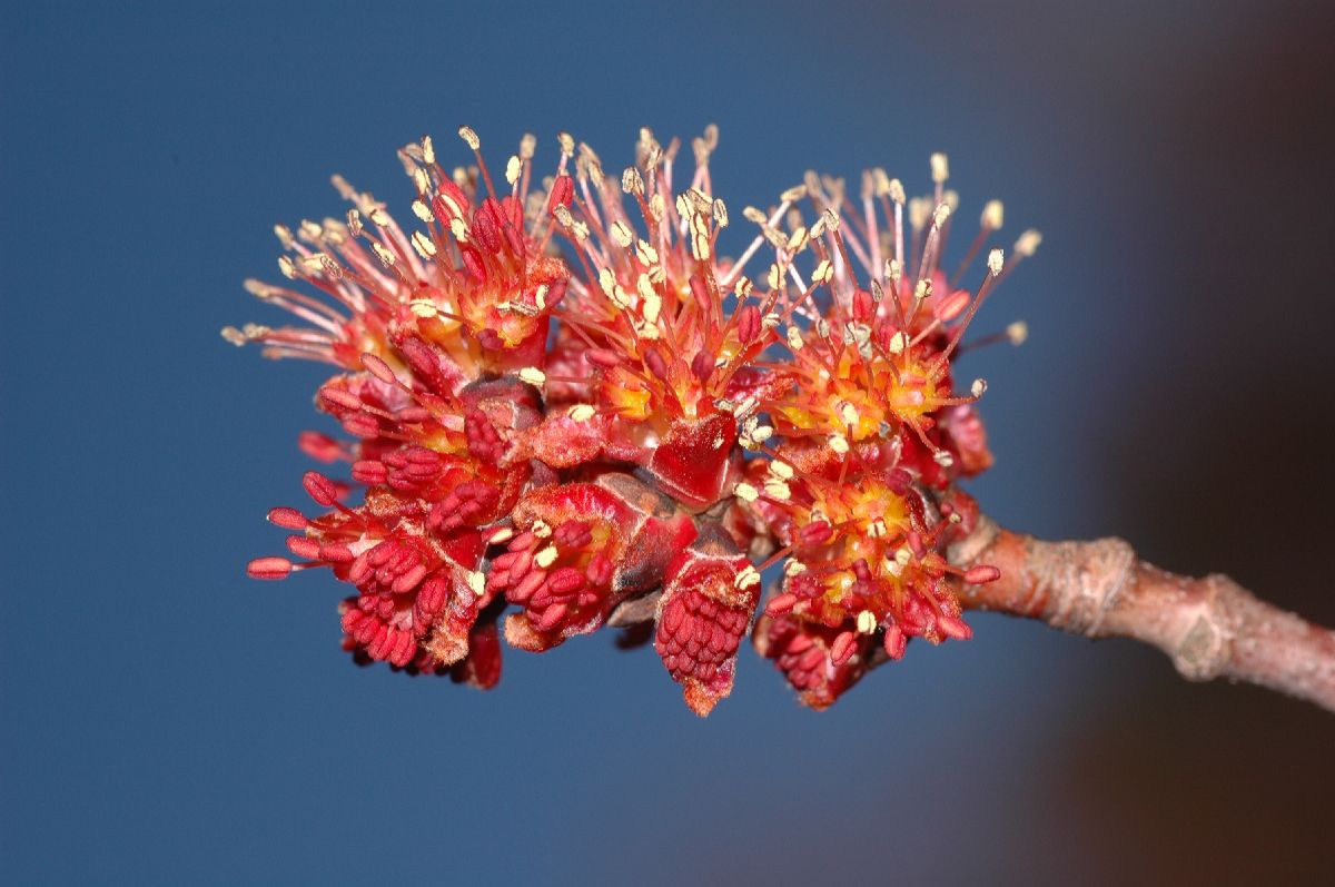 Aceraceae Acer rubrum