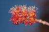 image of Acer rubrum
