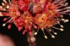 image of Acer rubrum