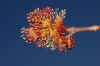 image of Acer rubrum
