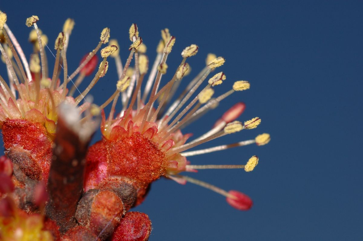 Aceraceae Acer rubrum