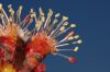 image of Acer rubrum