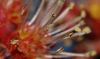 image of Acer rubrum