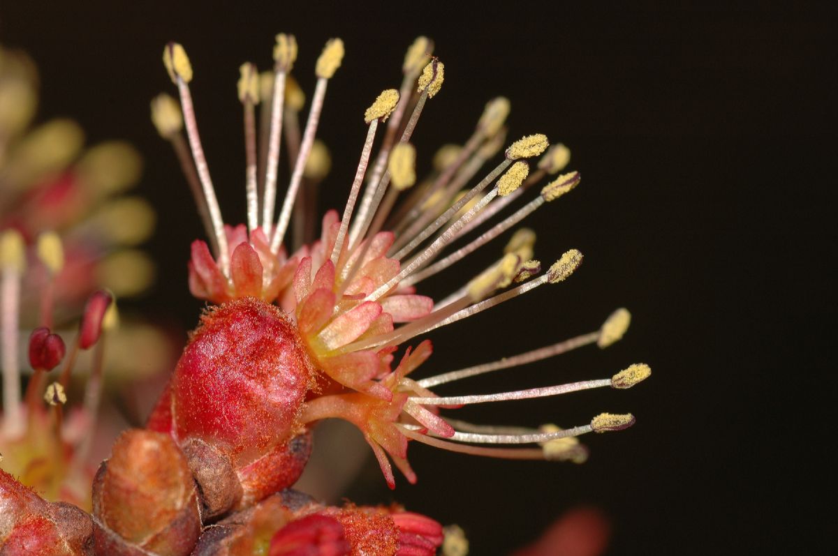 Aceraceae Acer rubrum