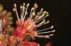 image of Acer rubrum