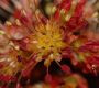 image of Acer rubrum