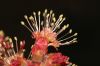 image of Acer rubrum
