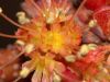 image of Acer rubrum