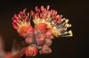 image of Acer rubrum