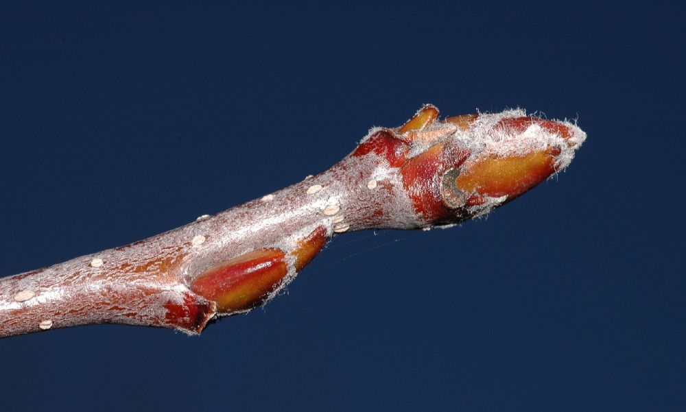 Rosaceae Sorbus intermedia