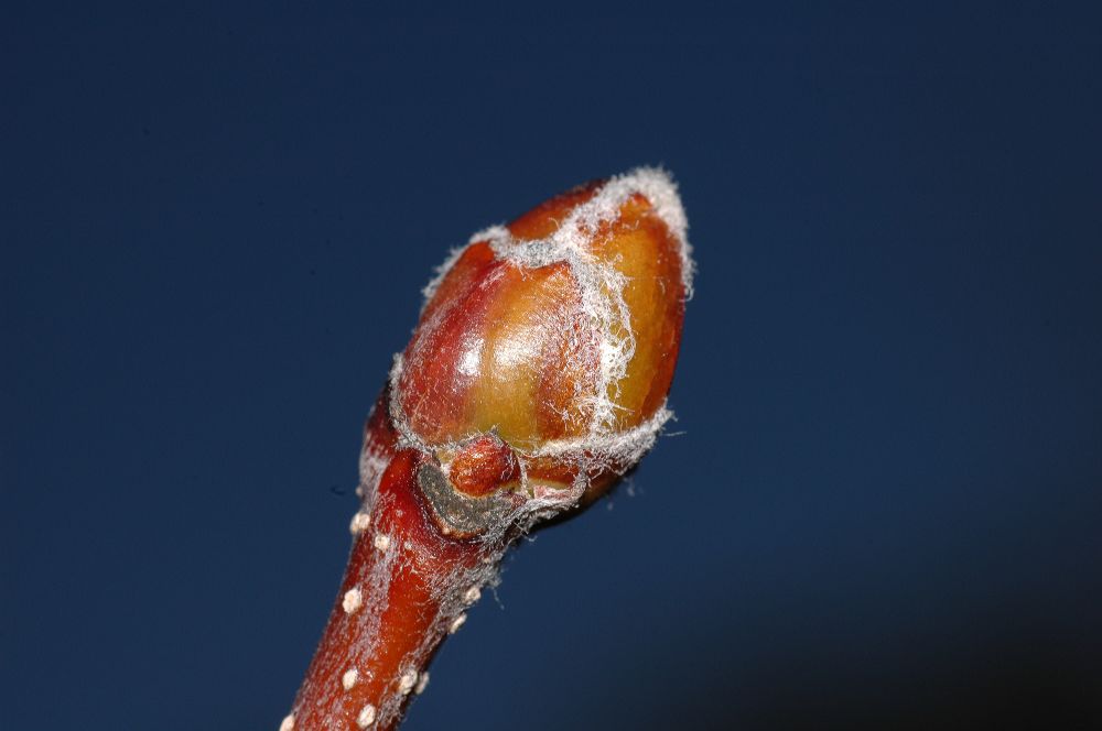 Rosaceae Sorbus intermedia