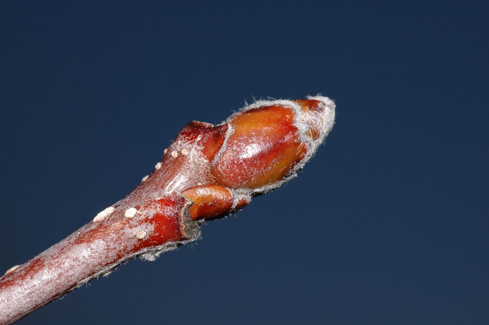 Rosaceae Sorbus intermedia