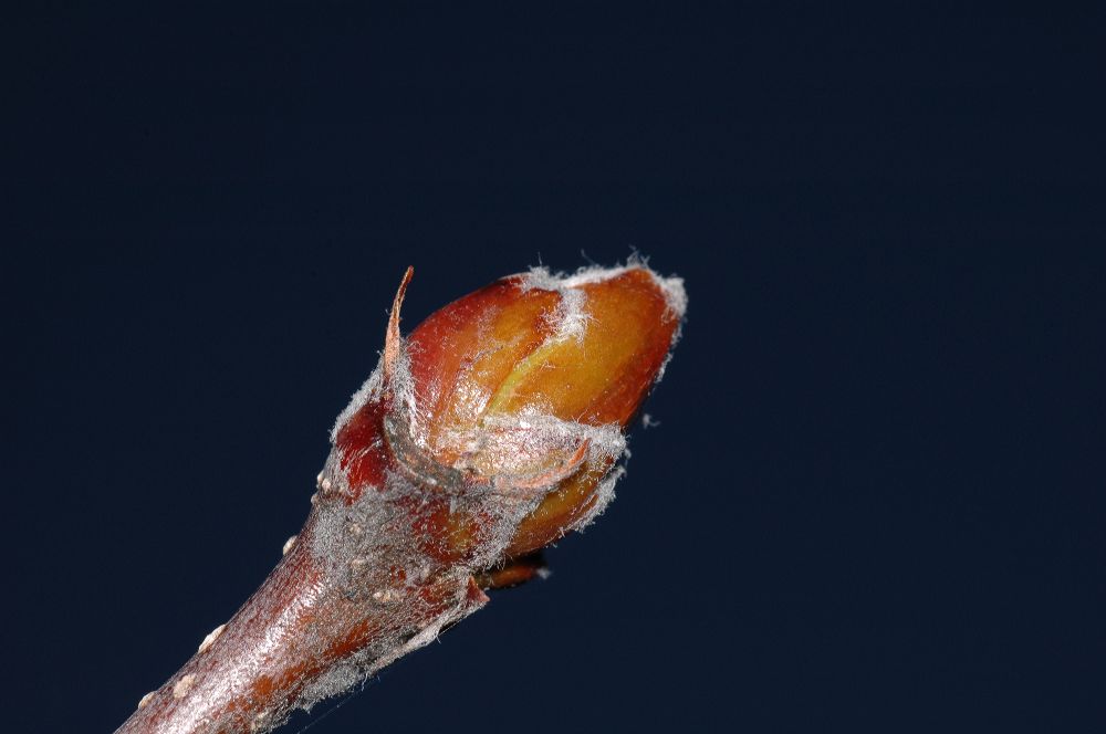 Rosaceae Sorbus intermedia