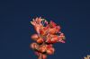 image of Acer rubrum