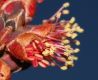image of Acer rubrum