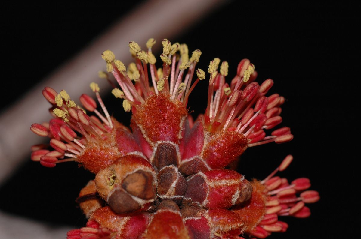 Aceraceae Acer rubrum