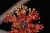 image of Acer rubrum