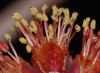 image of Acer rubrum