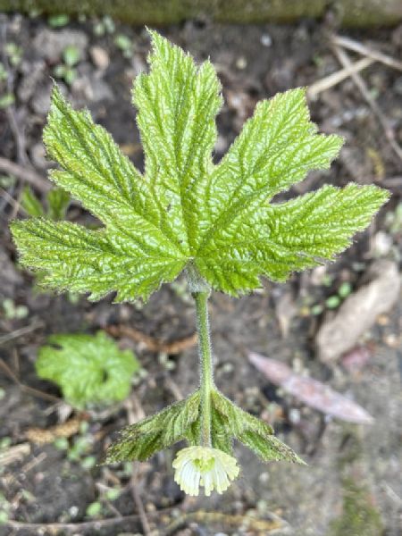 Ranunculaceae Hydrastis canadensis