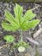 image of Hydrastis canadensis
