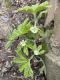 image of Hydrastis canadensis