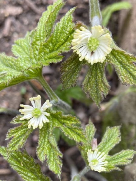 Ranunculaceae Hydrastis canadensis