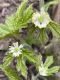 image of Hydrastis canadensis
