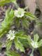 image of Hydrastis canadensis