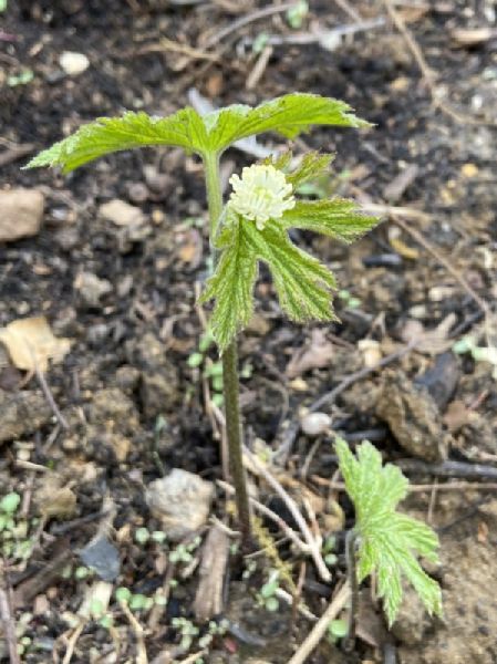 Ranunculaceae Hydrastis canadensis
