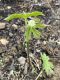 image of Hydrastis canadensis