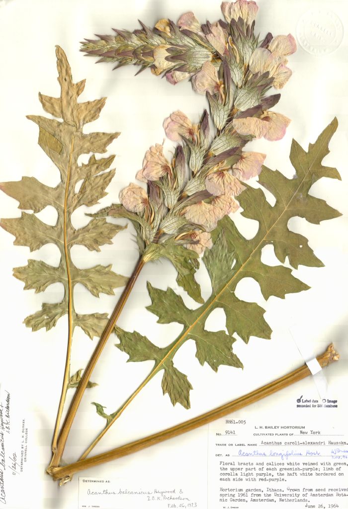 Acanthaceae Acanthus balcanicus