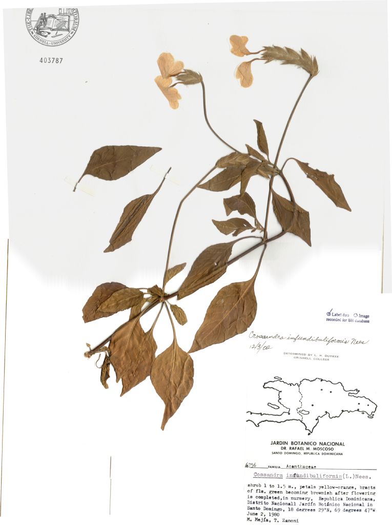 Acanthaceae Crossandra infundibuliformis
