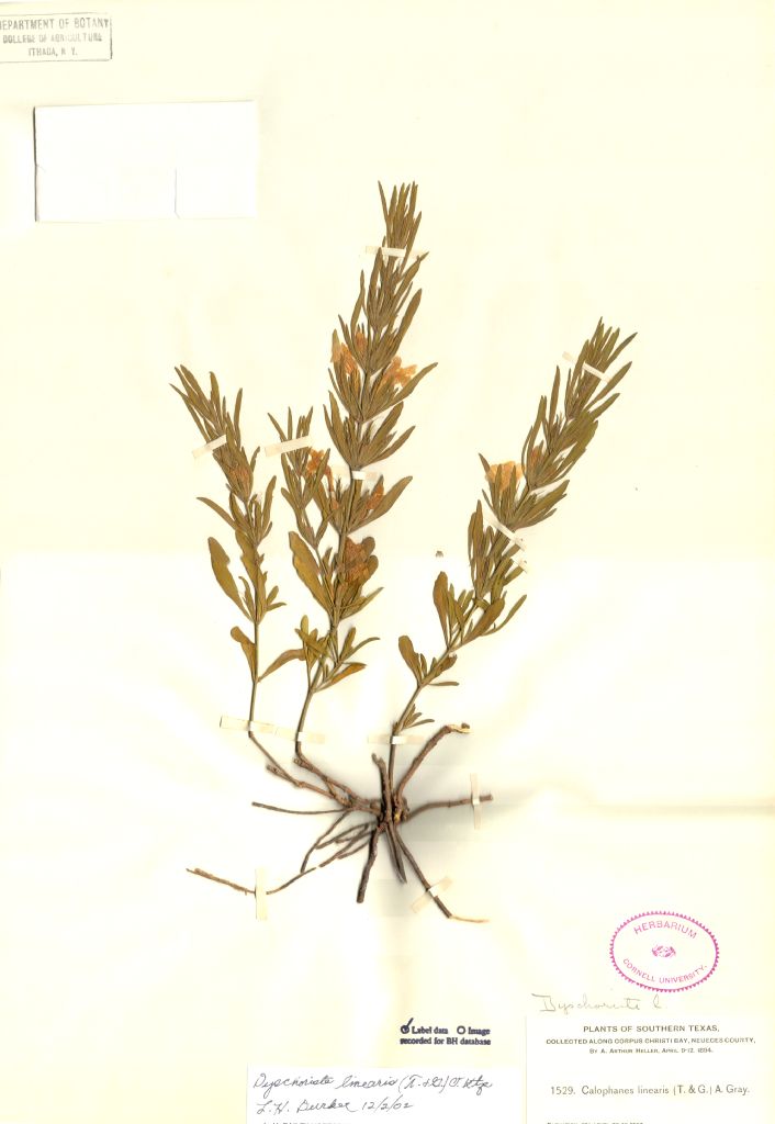Acanthaceae Dyschoriste linearis