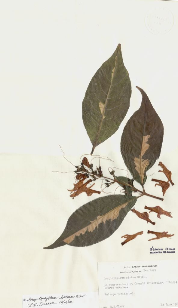 Acanthaceae Graptophyllum hortense